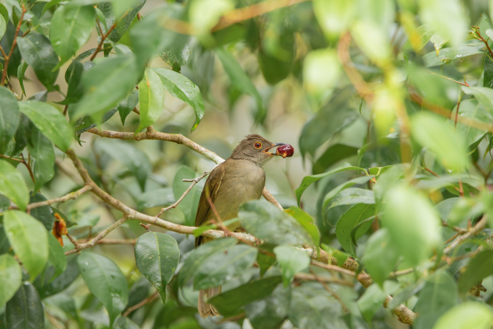 image Spectacled Bulbul